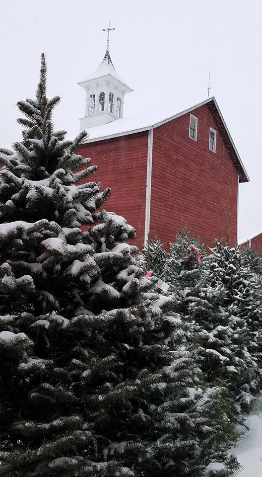 Christmas trees at Peterson Family Farm in Flemington NJ