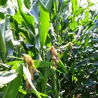 Sweet corn grown at Peterson Family Farm