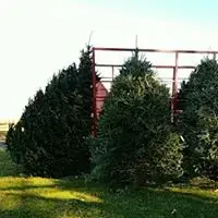 Large Christmas trees at Peterson Family Farm