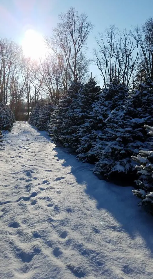 Christmas tree field at Peterson Family Farm