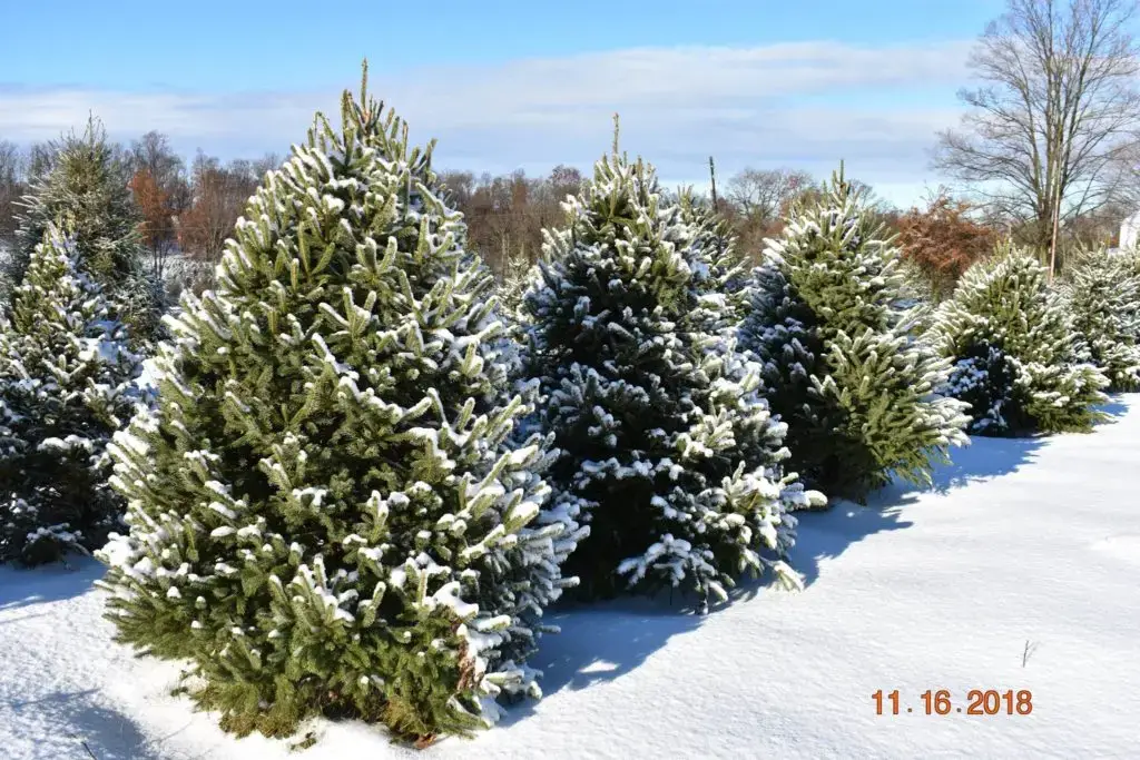 Rows of Christmas trees at Peterson Family Farm