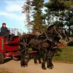 Peterson Family Farm horse and handler