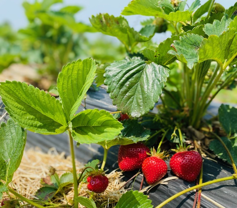 Simple Recipes to Celebrate Your Strawberry Picking Adventure in NJ