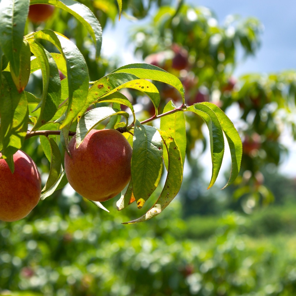 NJ Peach Picking