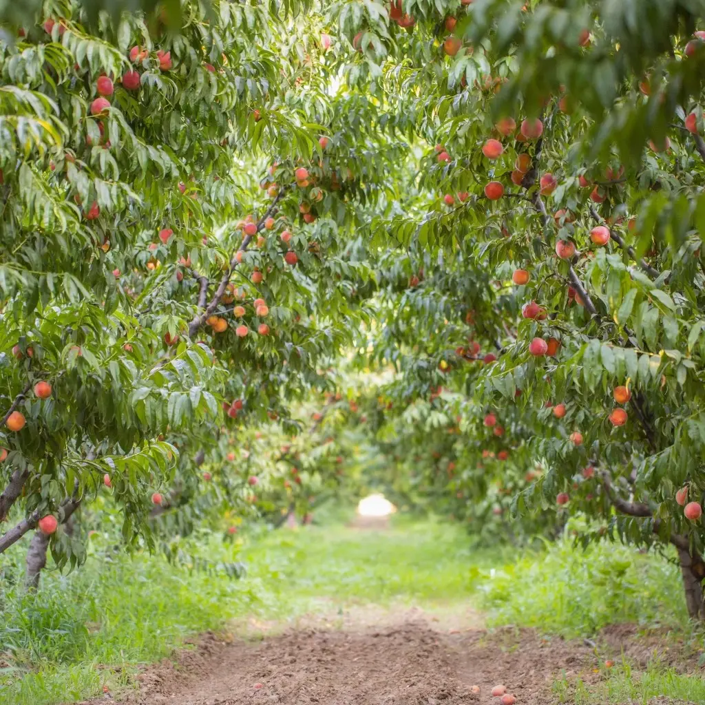 Our beautiful peach tree grove. Come pick your own peaches in NJ