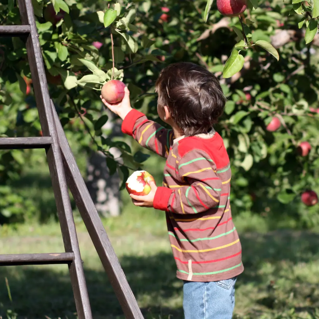 Family Fun, Apple Picking New Jersey