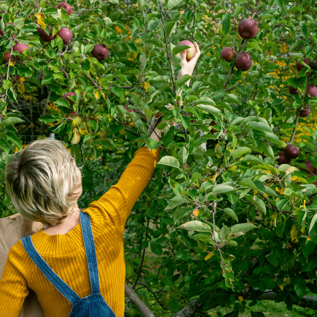 A happy patron picking apples in New Jersey