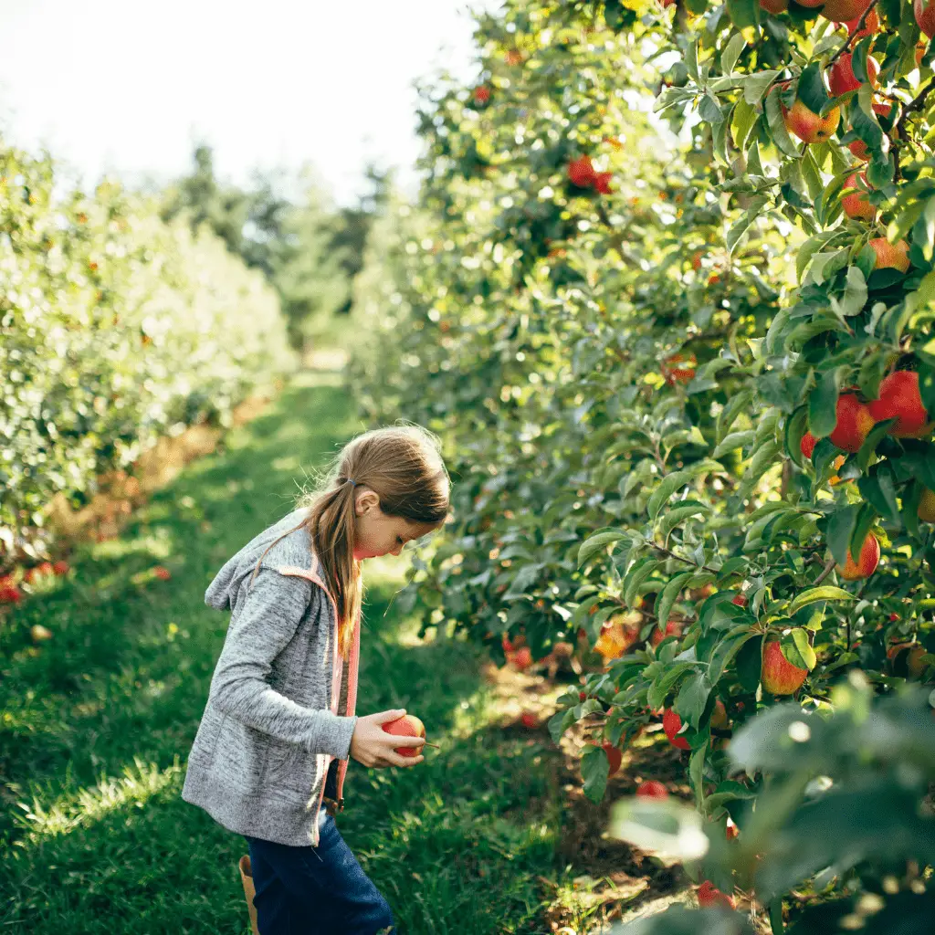 Apple_Picking_New_Jersey