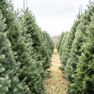 Our_Christmas_Tree_Farm