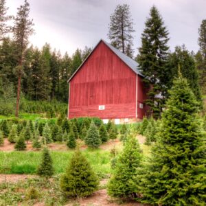 View of our barn at Our Family Christmas Tree Farm
