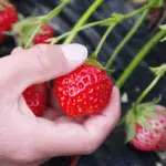 Top Reasons Why Strawberries at the Store are not as Good as Fresh Picked