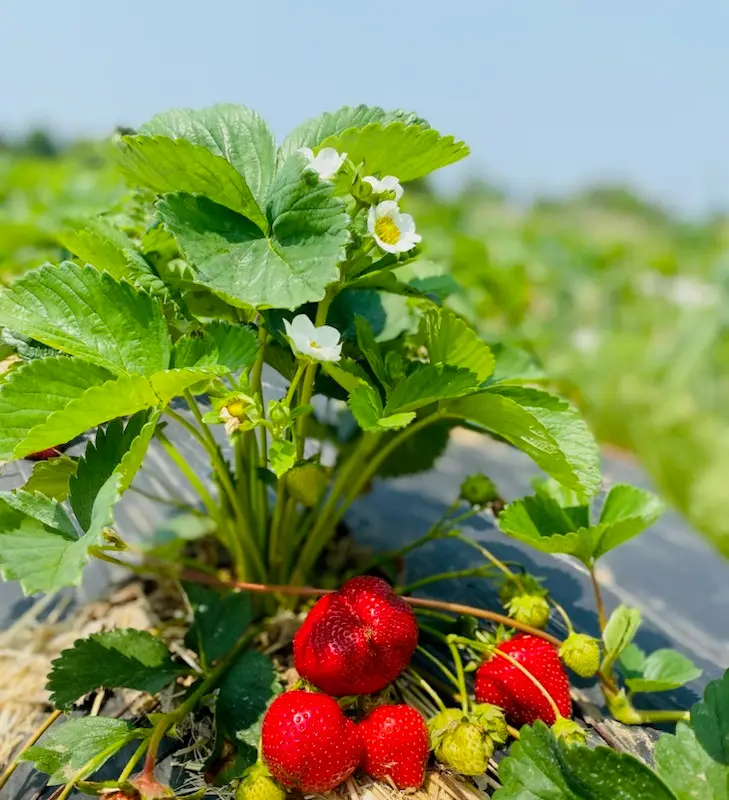 Strawberry Picking for the Whole Family