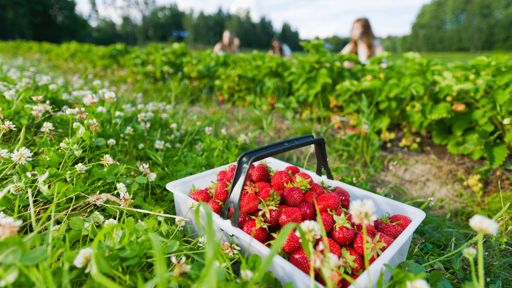 Family enjoying strawberry picking in NJ