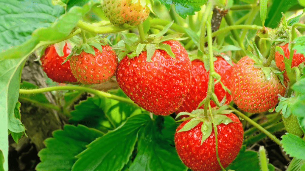 Close-up of ripe strawberries on the vine for picking in New Jersey