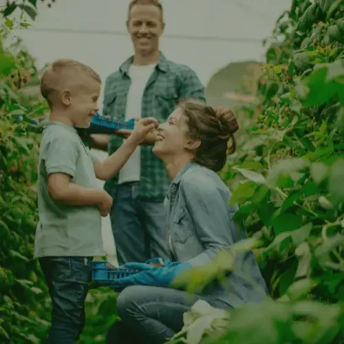 Family enjoying strawberry picking together
