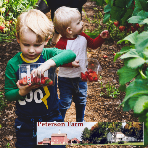 two kids picking strawberries