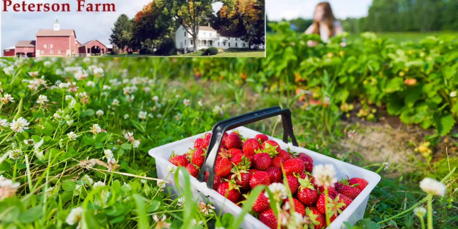 end of pick your own strawberry season