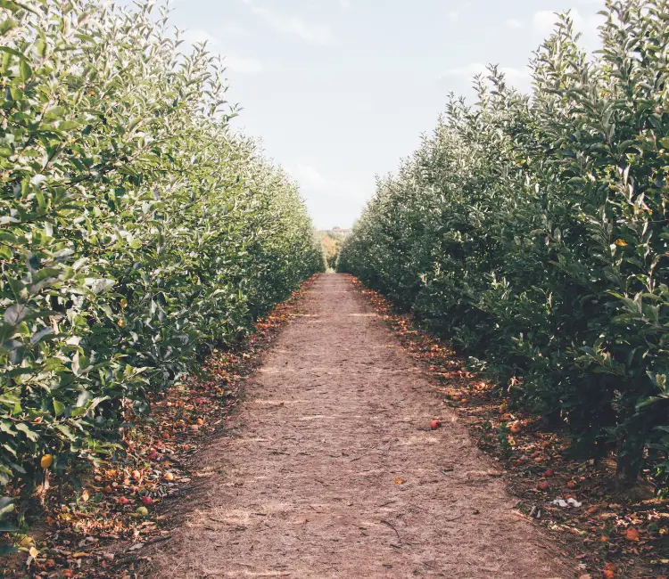 Apple Picking Near You in NJ