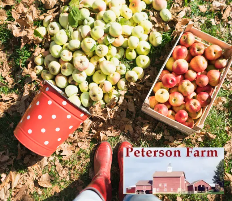 Family Apple Picking in NJ