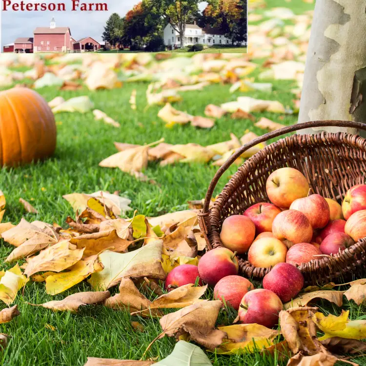 Freshly picked apples from the last harvest of the season at Peterson Farm, New Jersey, symbolizing the end of apple picking season