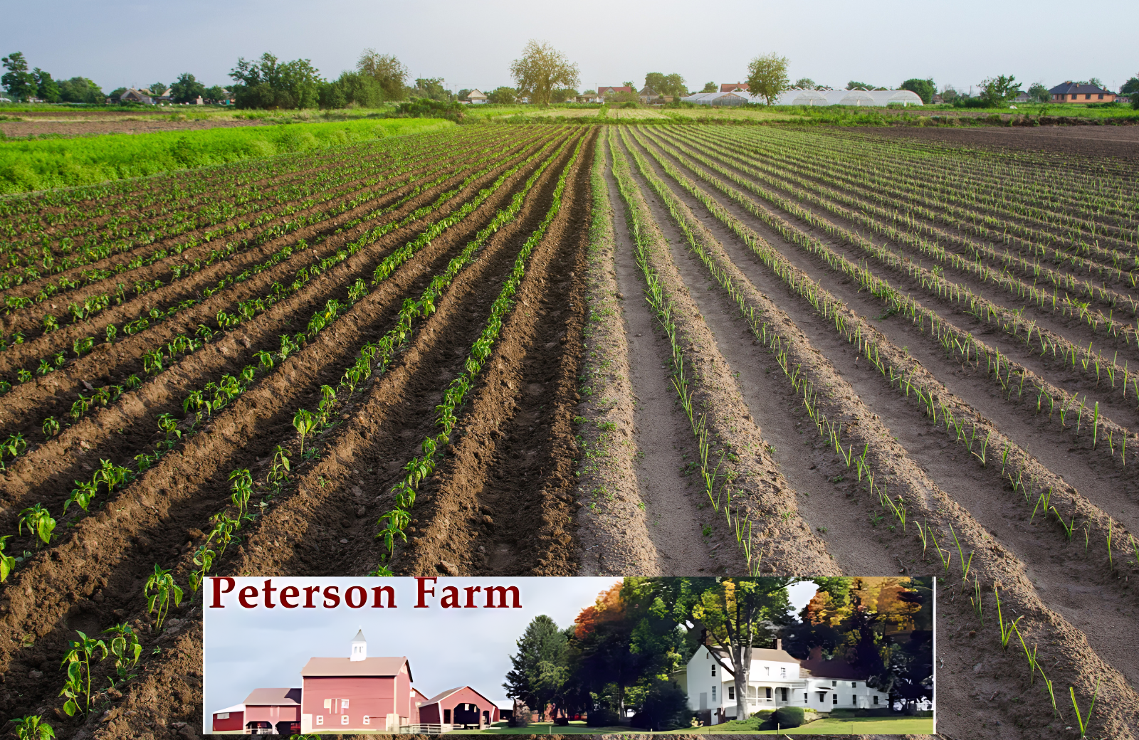 Neatly planted rows of young vegetable crops across an expansive field at Peterson Farm, a pick‐your‐own farm in New Jersey with a Jersey CSA and pick‐your‐own strawberries.