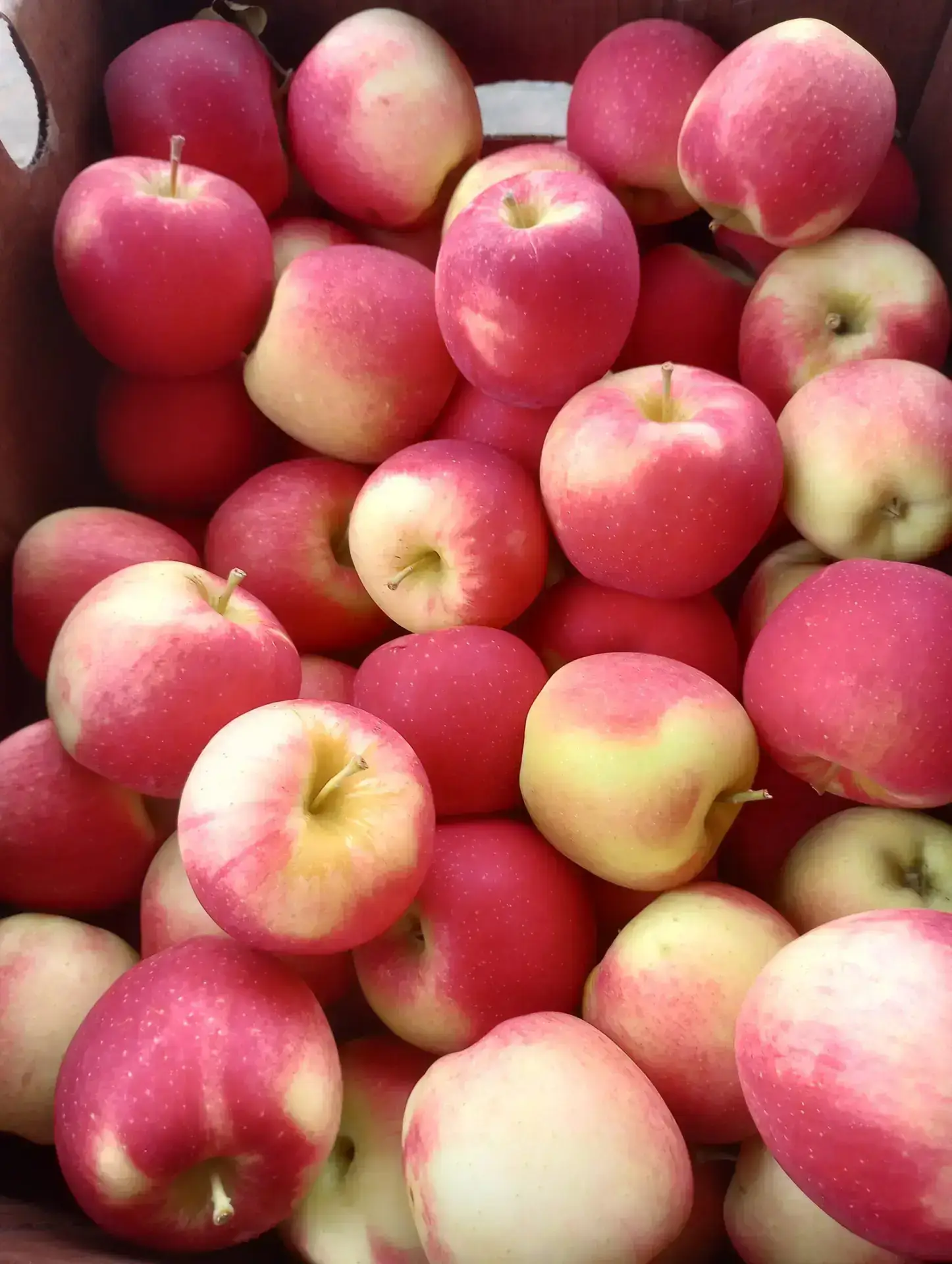 Apples growing at Peterson Family Farm