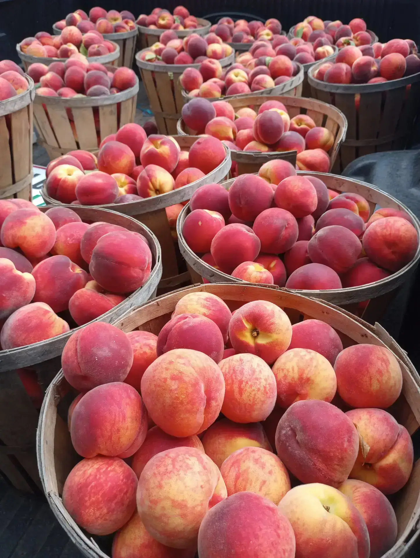 Bushel baskets filled with peaches harvested at Peterson Family Farm