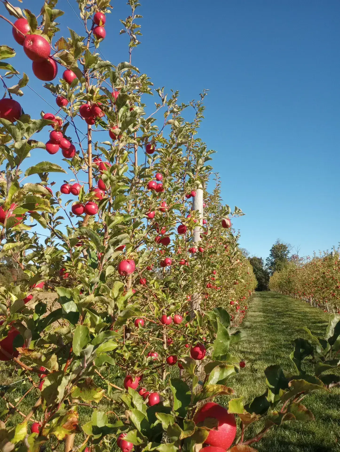 Red apples growing on trees in the Peterson Family Farm orchard