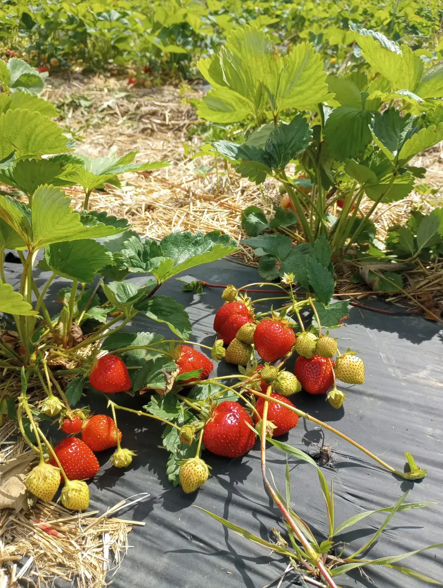 Strawberries at Peterson Family Farm