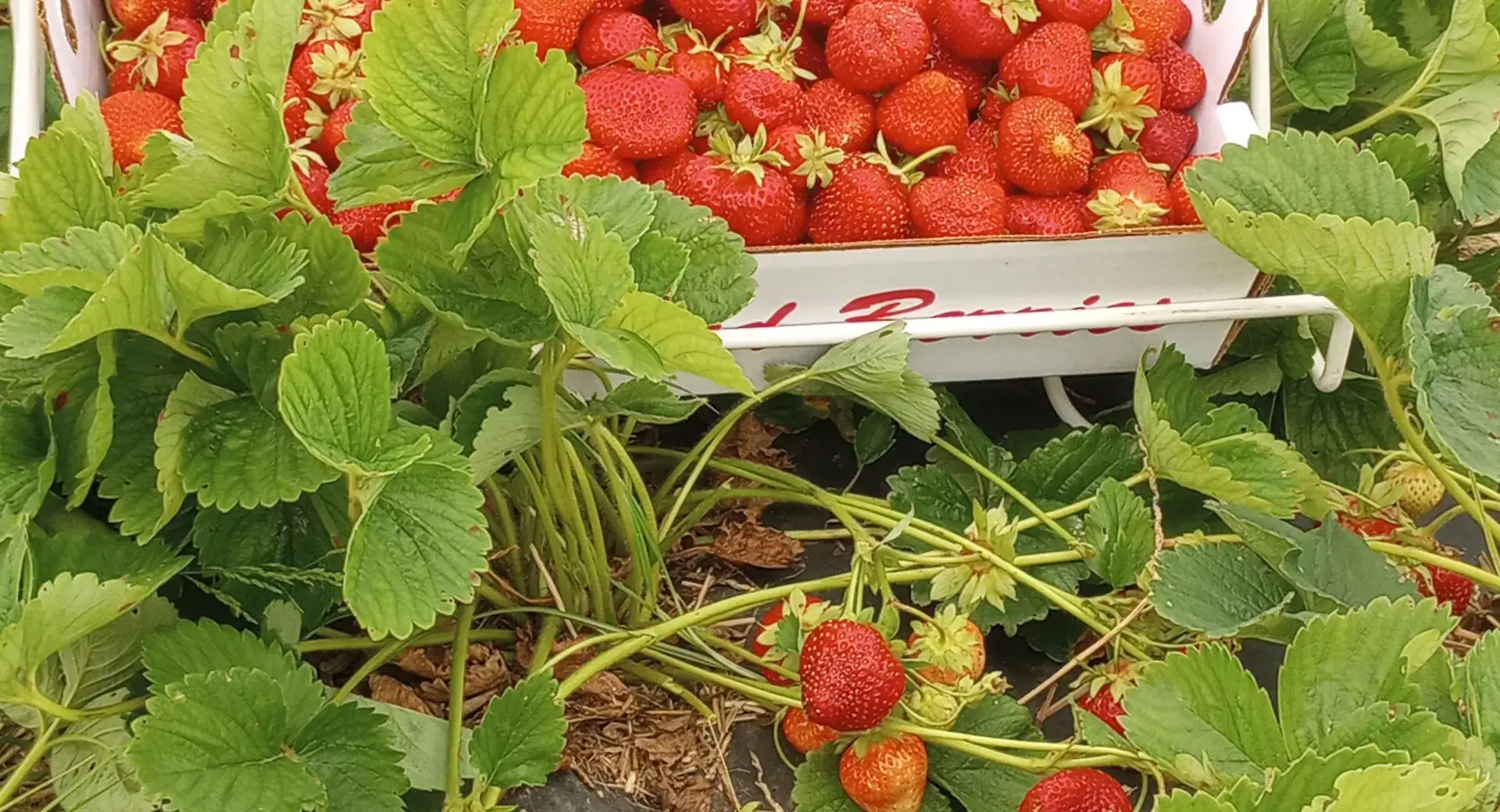 Fresh strawberries at Peterson Family Farm
