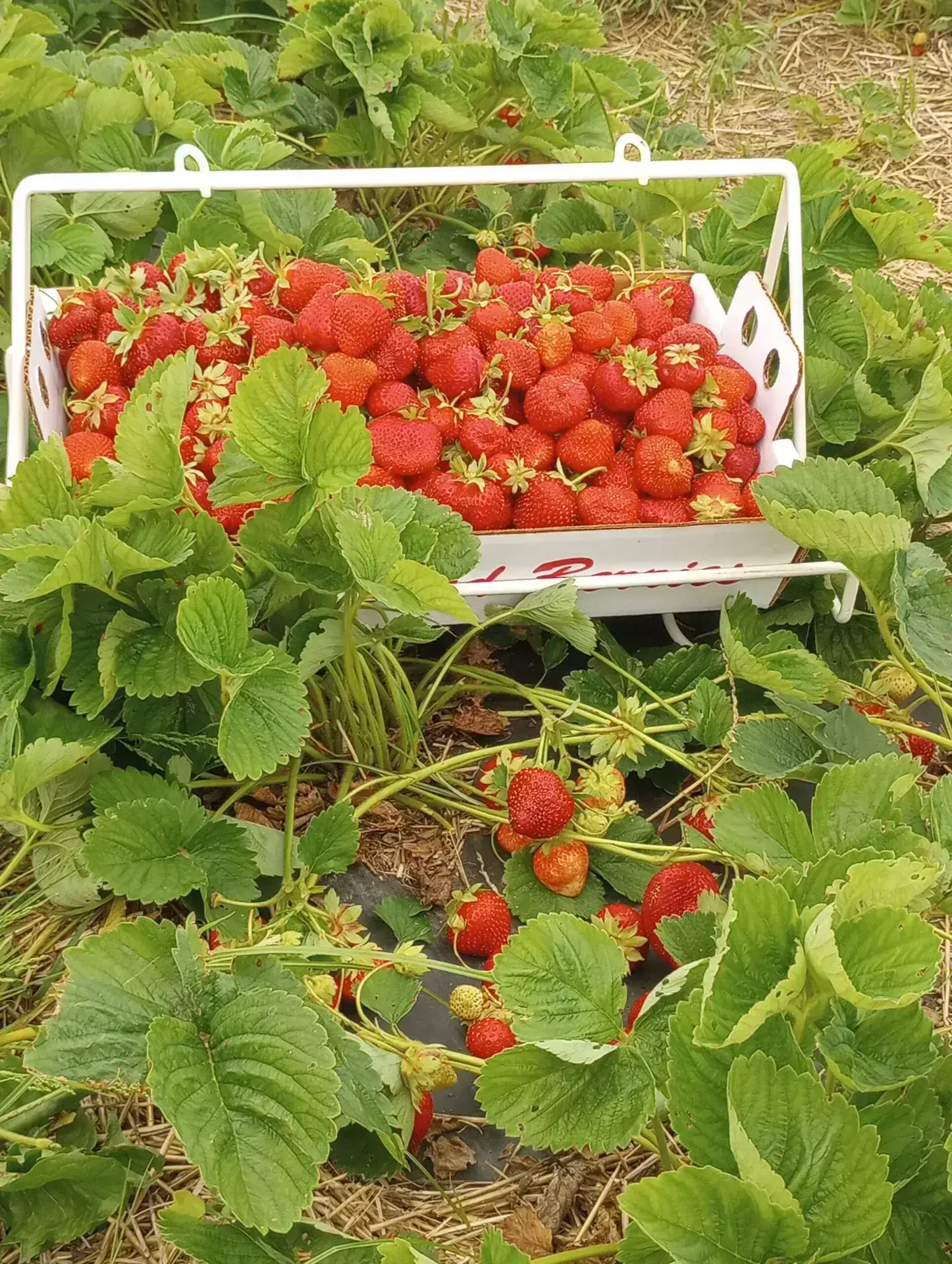 Eating Right is Essential. Pick your own food from farms you trust...like ours