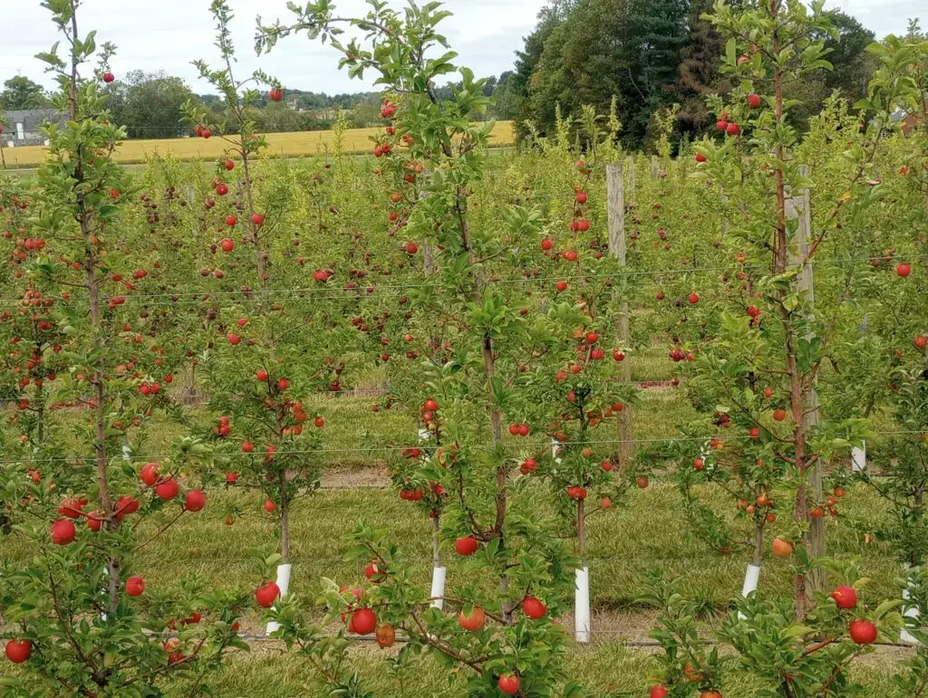 Red apples growing in the Peterson Family Farm orchard