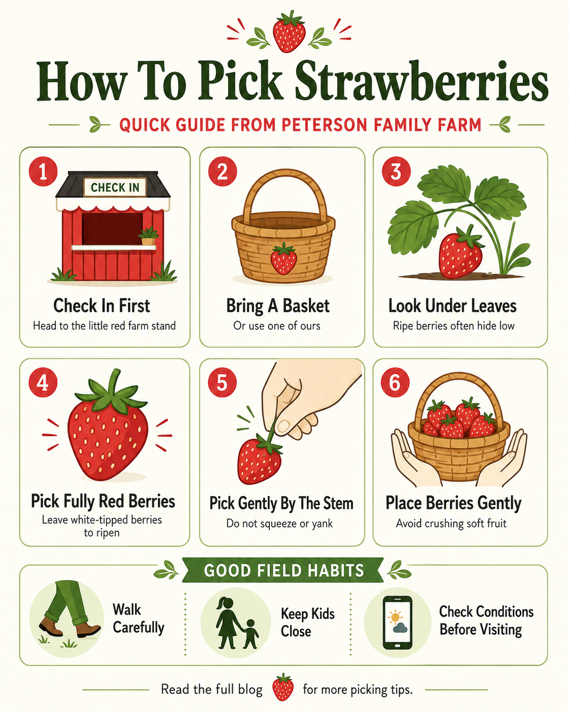 How to pick strawberries infographic from Peterson Family Farm