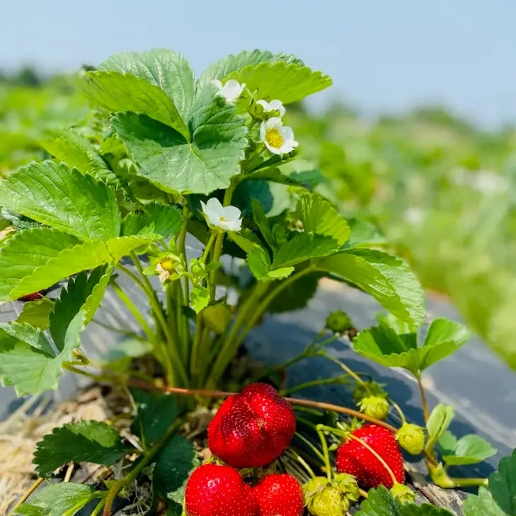 Strawberry Picking in New Jersey